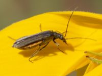 Oedemera virescens Krokbäcksparken, Malmö, Skåne, Sweden 20220728_0049