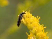 Oedemera virescens Ulricedal, Malmö, Skåne, Sweden 20210727_0070