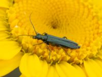 Oedemera virescens Vanningen, Vellinge, Skåne, Sweden 20230615_0126