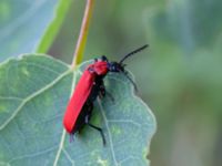 Pyrochroa coccinea Rotorp naturpark, Halmstad, Halland, Sweden 20190606_0081