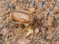 Amphimallon solstitiale Ödetomterna, Bunkeflo strandängar, Malmö, Skåne, Sweden 20220726_0049