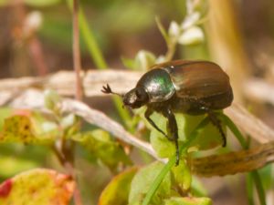 Anomala dubia - Dune Chafer - Sandborre