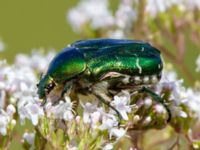 Cetonia aurata Toarp, Malmö, Skåne, Sweden 20120730B 102