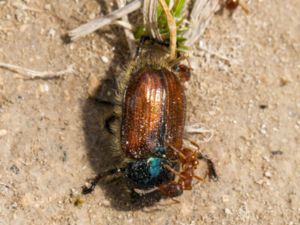 Phyllopertha horticola - Bracken Chafer - Trädgårdsborre