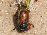 Phyllopertha horticola Benestads backar, Tomelilla, Skåne, Sweden 20120603B 164