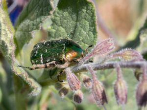 Protaetia metallica - Rose-chafer - Olivgrön guldbagge