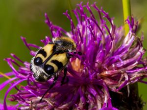 Trichius fasciatus - Humlebagge