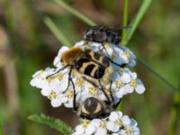 Trichius fasciatus Vackerslätt, Nybro, Småland, Sweden 20150704_0483