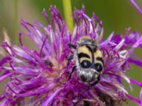 Trichius fasciatus Vombs vattenverk, Lund, Skåne, Sweden 20120713C 025