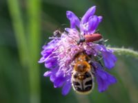 Trichius fasciatus et Anastrangalia sanguinolenta Vackerslätt, Nybro, Småland, Sweden 20150704_0516