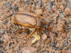 Amphimallon solstitiale - Summer Chafer - Pingborre