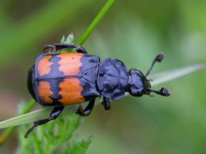 Nicrophorus vespilloides - Vanlig dödgrävare