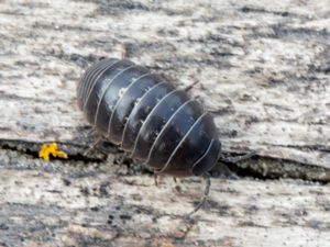 Armadillidium vulgare