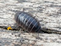 Armadillidium vulgare Badplatsen, Klagshamns udde, Malmö, Skåne, Sweden 20230516_0036