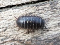 Armadillidium vulgare Badplatsen, Klagshamns udde, Malmö, Skåne, Sweden 20230516_0041