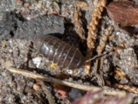 Armadillidium vulgare Hakvingegatan 6, Bunkeflostrand, Malmö, Skåne, Sweden 20230501_0028