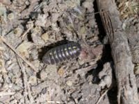 Armadillidium vulgare Luftkastellet, Lernacken, Malmö, Skåne, Sweden 20240720_0111