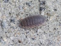 Porcellio scaber Ridhuset, Klagshamns udde, Malmö, Skåne, Sweden 20240706_0660