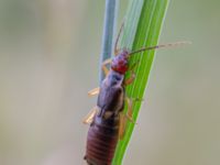 Forficula auricularia 320 m S Torvgårda Munka-Ljungby, Ängelholm, Skåne, Sweden 20180711_0122