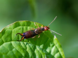 Dermaptera - Earwigs - Tvestjärtar