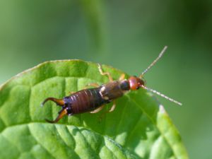 Forficula auricularia - European Earwig - Vanlig tvestjärt