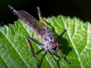 Asilidae - Robber Flies - Rovflugor