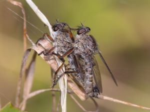 Tolmerus atricapillus