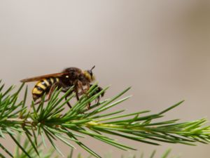 Asilus crabroniformis - Hornet robberfly - Getingrovfluga