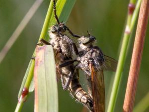 Eutolmus rufibarbis