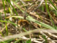 Bombylius major Husie mosse, Malmö, Skåne, Sweden 20140422_0016