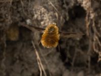 Bombylius major Husie mosse, Malmö, Skåne, Sweden 20140422_0027