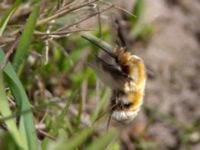 Bombylius major Käglinge hästbacke, Malmö, Skåne, Sweden 20100427 019