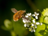 Bombylius major Sumpskogen, Klagshamns udde, Malmö, Skåne, Sweden 20220507_0033