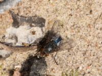 Calliphora vicinia Scaniaparken, Malmö, Skåne, Sweden 20211103_0057