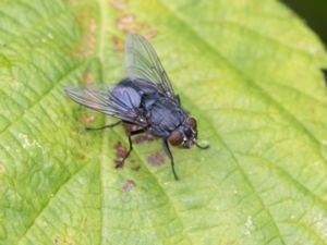 Calliphora vomitoria