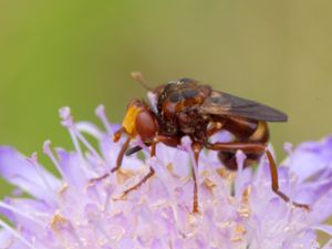 Sicus ferrugineus