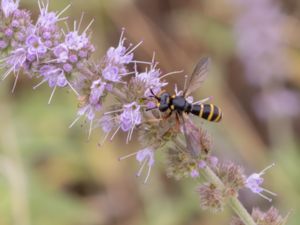 Conops quadrifasciatus