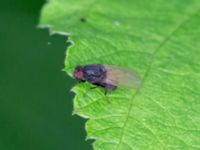 Minettia longipennis Eket, Toarp, Malmö, Skåne, Sweden 20230726_0277