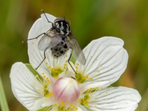 Graphomya maculata