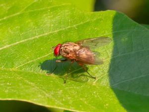 Phaonia angelicae