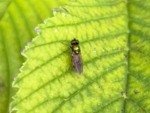 Microchrysa polita