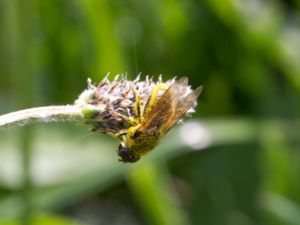 Cheilosia - Örtblomflugor