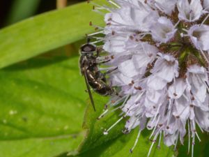 Cheilosia pubera - Pudrad örtblomfluga