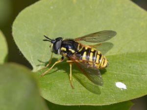 Chrysotoxum cautum - Klaffgetingfluga