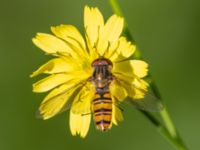 Episyrphus balteatus Karlarp 1-124, Tjörnarp, Höör, Skåne, Sweden 20230916_0184