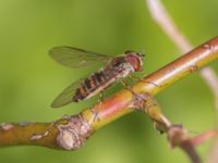 Episyrphus balteatus Södra buskaget, Ribersborg, Malmö, Skåne, Sweden 20230421_0058