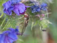 Episyrphus balteatus St pauli södra kyrkogård, Malmö, Skåne, Sweden 20230721_0052