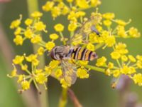 Episyrphus balteatus Vanningen, Vellinge, Skåne, Sweden 20230817_0042