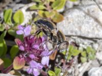 Eristalinus aeneus Ö hamnen, Klagshamns udde, Malmö, Skåne, Sweden 20230708_0189