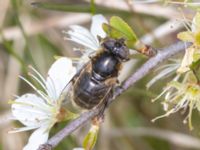 Eristalinus aeneus Terekudden, Bunkeflo strandängar, Malmö, Skåne, Sweden 20230430_0055